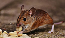 24 Hour & Emergency Exterminators in Hudson, IL